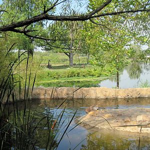 Africa-Masai Giraffe