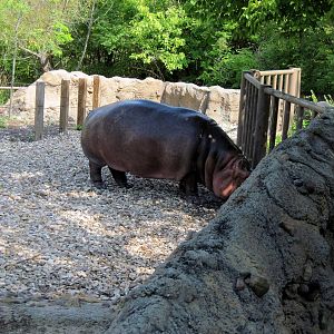 Africa-Nile Hippopotamus