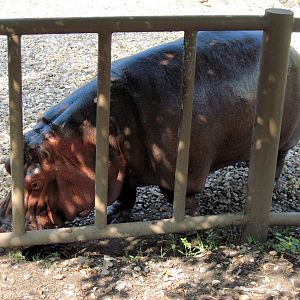 Africa-Nile Hippopotamus