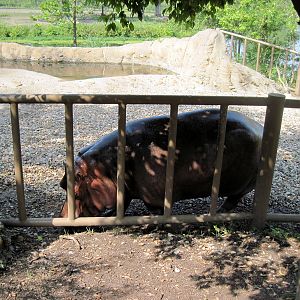 Africa-Nile Hippopotamus