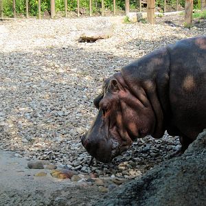 Africa-Nile Hippopotamus