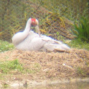 Brolga on nest