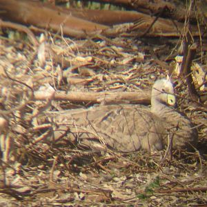 Cape Barren Goose on nest