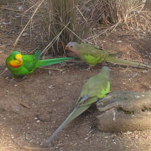 Supurb Parrot male with Princes Parrots