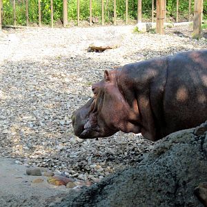 Africa-Nile Hippopotamus