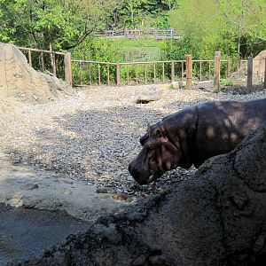 Africa-Nile Hippopotamus