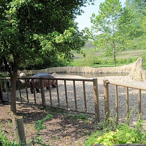 Africa-Nile Hippopotamus Exhibit