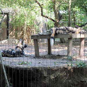 Africa-African Wild Dogs