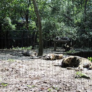 Africa-African Wild Dogs