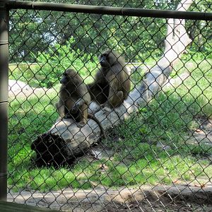 Africa-Guinea Baboons