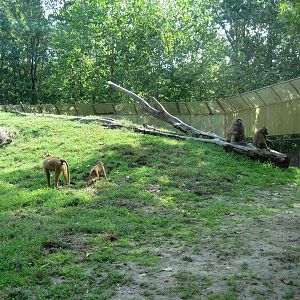 Africa-Guinea Baboons