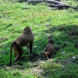 Africa-Guinea Baboons