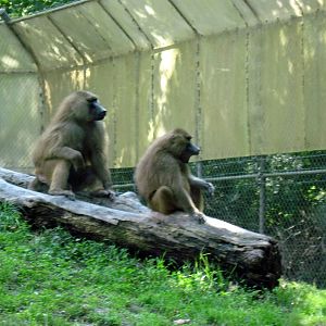 Africa-Guinea Baboons