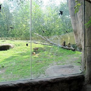 Africa-Guinea Baboon Exhibit