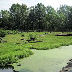 Africa-Guinea Baboon Exhibit