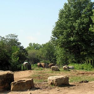 Africa-African Elephant Exhibit