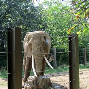 Africa-African Elephant