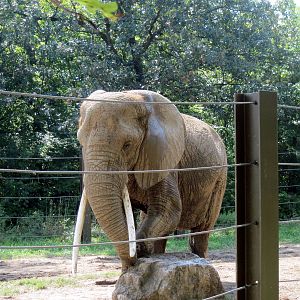Africa-African Elephant