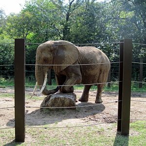 Africa-African Elephant