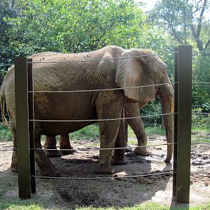 Africa-African Elephant