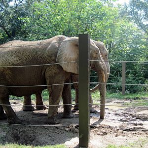 Africa-African Elephants