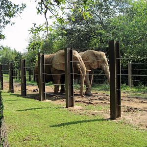 Africa-African Elephants