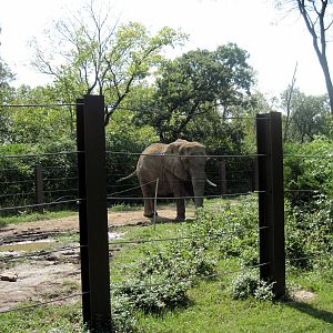 Africa-African Elephant