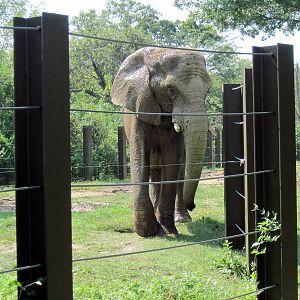 Africa-African Elephant