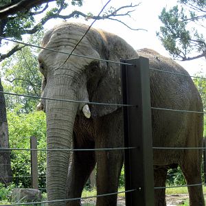 Africa-African Elephant