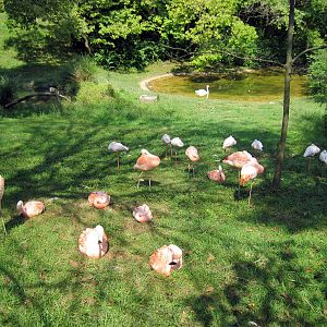 Africa-Caribbean and Lesser Flamingos