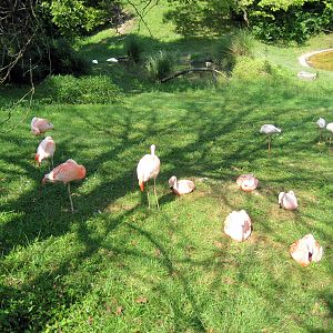 Africa-Caribbean and Lesser Flamingos