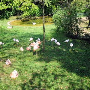 Africa-Caribbean and Lesser Flamingos