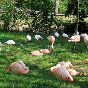 Africa-Caribbean and Lesser Flamingos