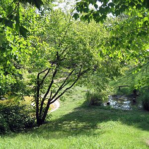 Africa-Mute Swan/Black-necked Swan/Caribbean Flamingo/Lesser Flamingo Exhib