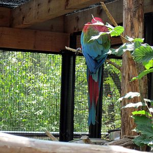 Tropical Animals-Green-winged Macaw