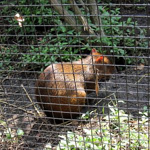 Tropical Animals-Agouti