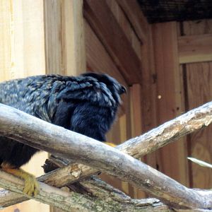 Tropical Animals-Red-handed Tamarin
