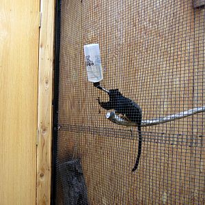 Tropical Animals-Red-handed Tamarin