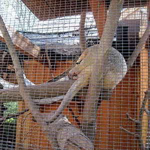 Tropical Animals-Southern Tamandua