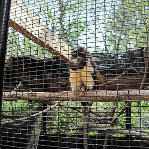 Tropical Animals-Spectacled Owl