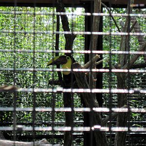 Tropical Animals-Swainson's Toucan