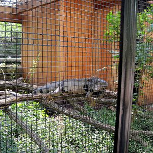 Tropical Animals-Green Iguana