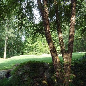 3.5 Acre Forest Edge - Reticulated Giraffe/Zebra/Ostrich Exhibit