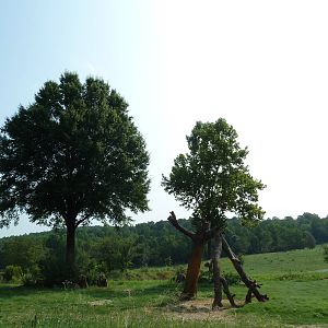 7-Acre African Elephant Exhibit