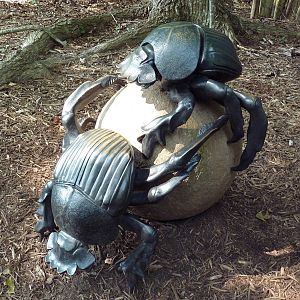 Dung Beetles