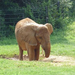 African Elephant
