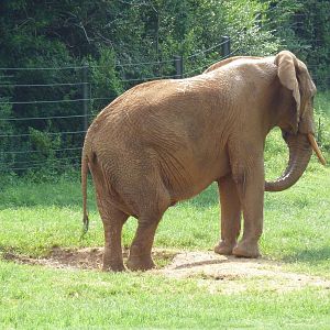 African Elephant
