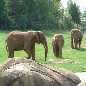 African Elephants