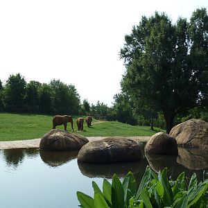 7-Acre African Elephant Exhibit
