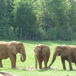 African Elephants